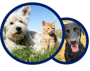 Low Cost Pet Vaccinations | Mobile Pet 