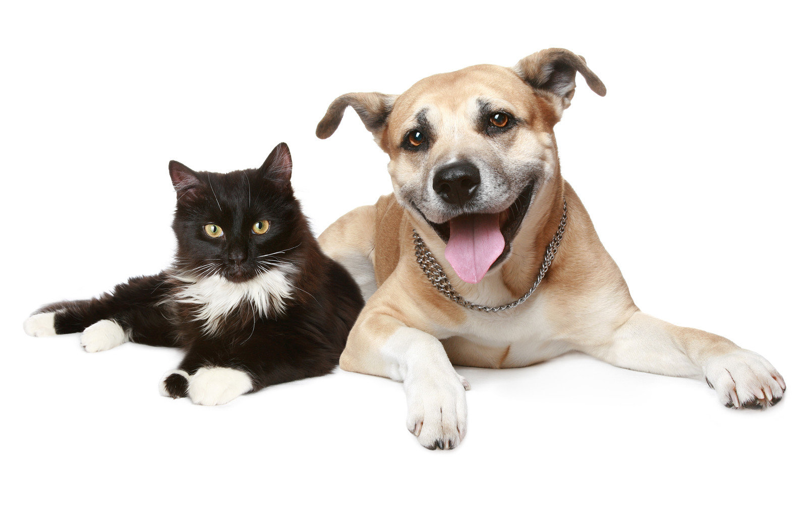Low cost best sale mobile pet vaccinations