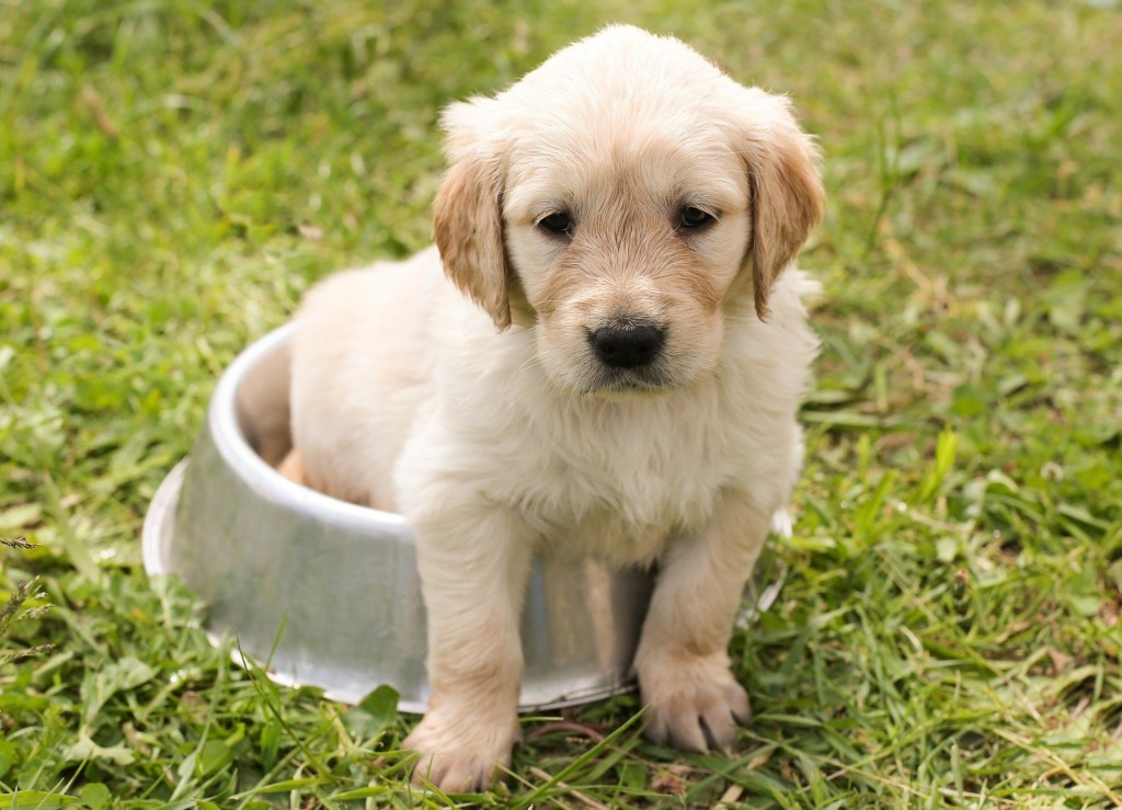 puppy first shots near me