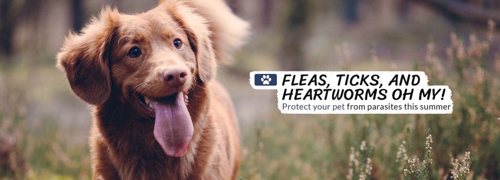 low cost heartworm treatment near me